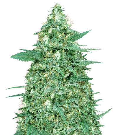 Mong-U-Mental fem (Dr. Krippling Seeds) семена конопли