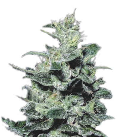 Nebula fem (Paradise Seeds) семена конопли