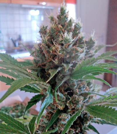 OG Kush reg (Humboldt Seeds) семена конопли