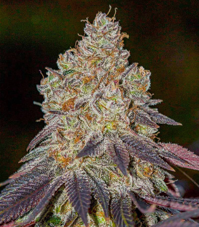 Orange Kush Cake R1 fem (Ethos Genetics) семена конопли