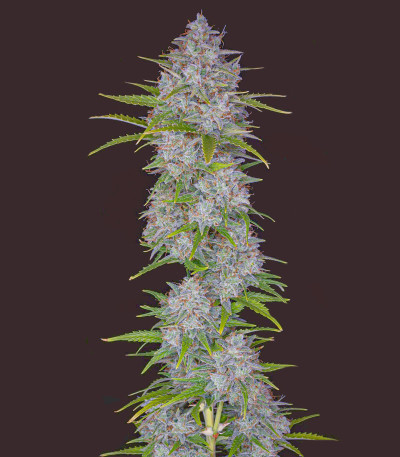 Orange Sherbet Auto fem (FastBuds) семена конопли