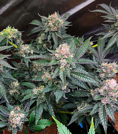 Purple Punch X Lemon Drizzle fem от Barney's Farm семена конопли