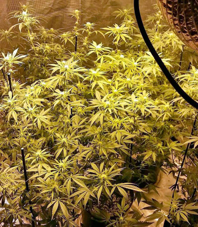 Serious 6 reg (Serious Seeds) семена конопли