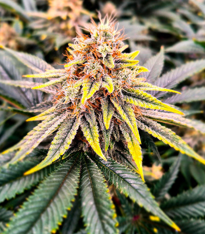 Sherbert Gorilla fem (Dr. Krippling Seeds) семена конопли