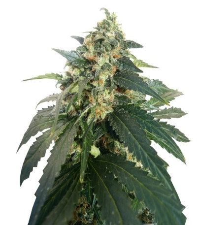 Snow Storm #2 (Dutch Passion) семена конопли