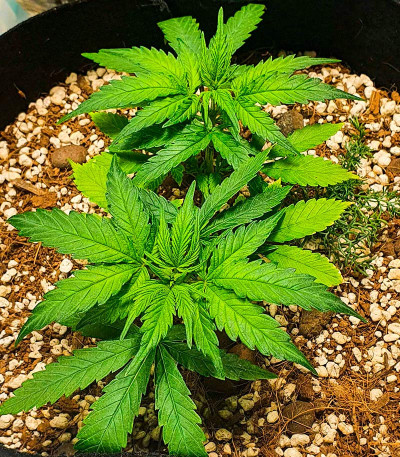 Семена конопли сорта Snow White Amsterdam