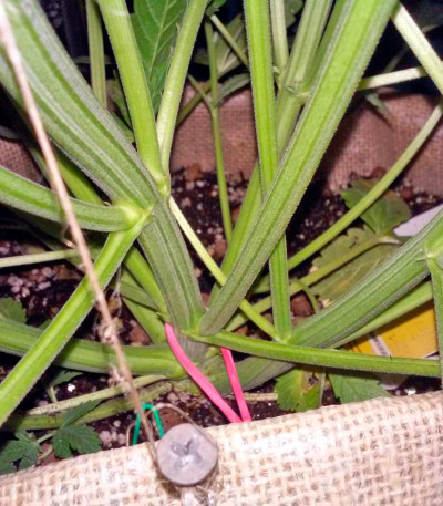 Colombian Gold Ryder Auto fem (Sweet Coffee Ryder auto) семена конопли