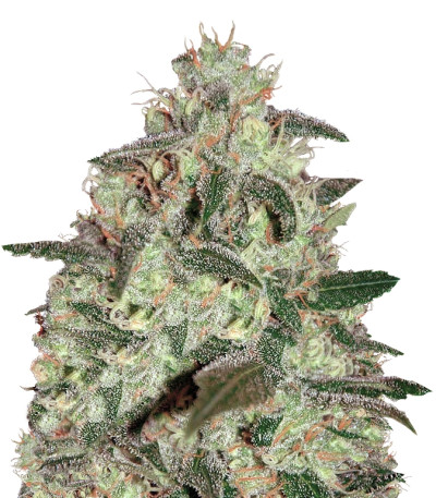 Thunder Bloody Mary Auto fem (Samsara Seeds) семена конопли