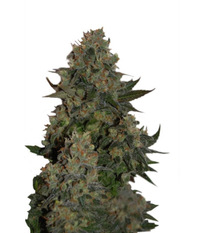Tutankhamon fem (Pyramid Seeds) семена конопли