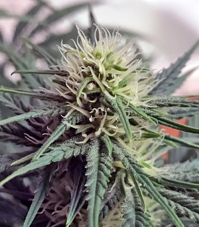 White Widow fem (Royal Queen Seeds) семена конопли