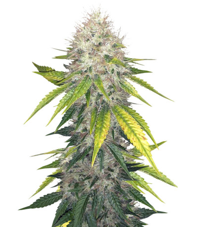 Za-Za OG fem (Herbies Seeds) семена конопли