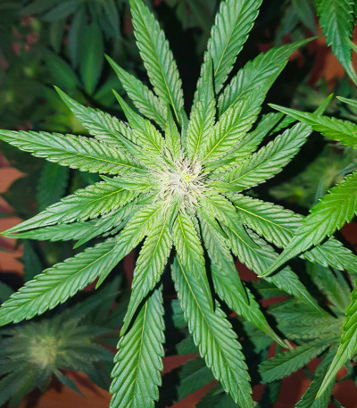 Bay Burger fem (Delicious Seeds) семена конопли