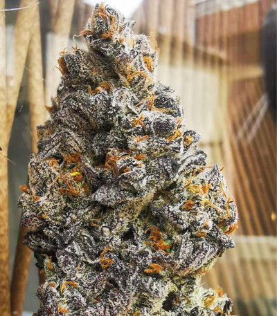 Florida Gaspack fem (Humboldt Seed Organization) семена конопли