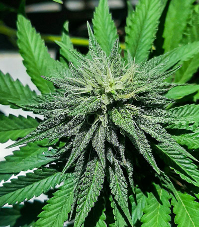 Ice Cream Cake Fast Flowering fem (Humboldt Seed Organization) семена конопли