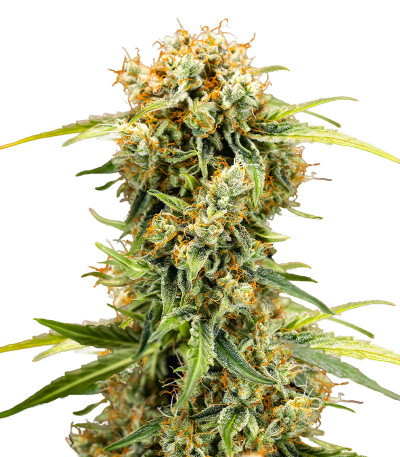 Семена конопли сорта Medusa F1 Auto