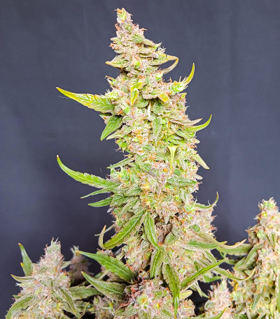 Семена конопли сорта Titan F1 Auto fem