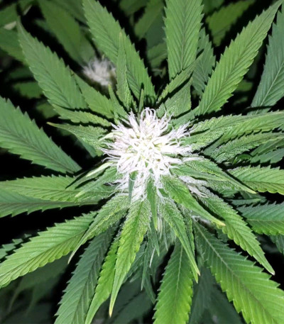 Tropic Punch fem (Heavyweight Seeds) семена конопли
