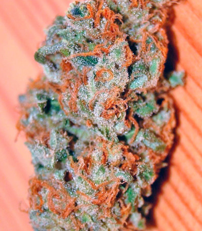 Wild Rose fem (Sweet Seeds) семена конопли