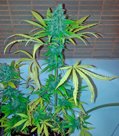 Afghan Kush X Skunk fem (World of Seeds) семена конопли
