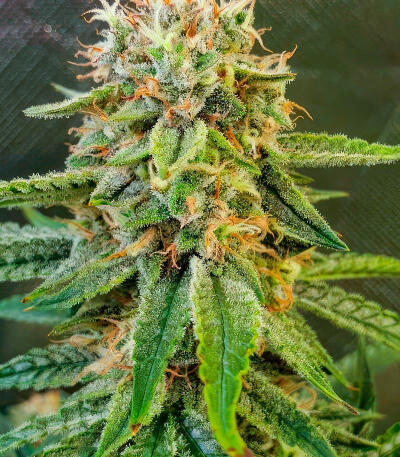 Also Know 47 Autoflower fem (Seedkeepers) семена конопли