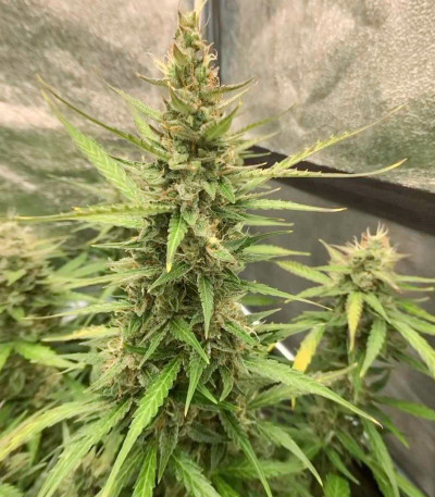 Auto Brooklyn Sunrise fem (Dutch Passion) семена конопли