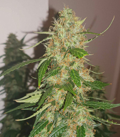 Auto Daiquiri Lime fem (Dutch Passion) семена конопли