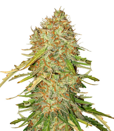 Auto Gorilla Blue fem (Advanced Seeds) семена конопли