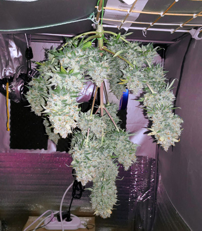 Auto Lemon Kix fem (Dutch Passion) семена конопли