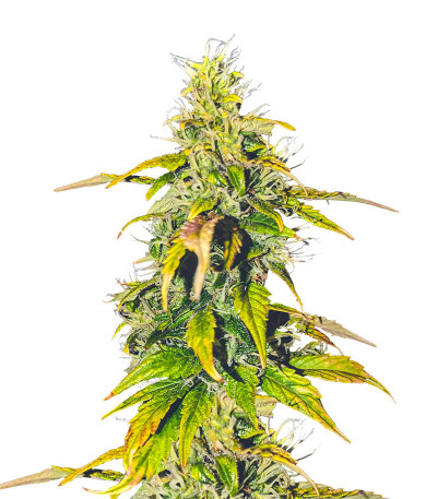 Auto Sweet Bourbon Kush fem (Dutch Passion) семена конопли