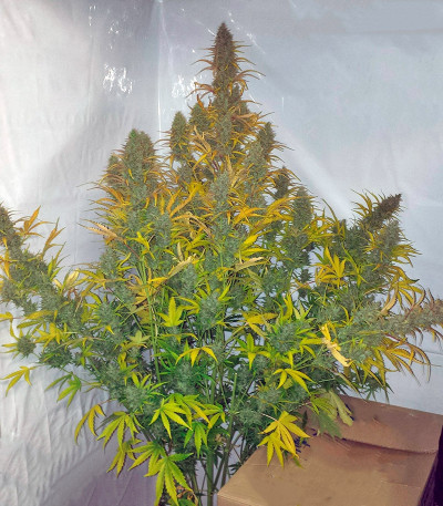 Auto Xtreme fem (Dutch Passion) семена конопли