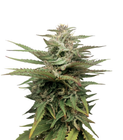 Blue Thai fem (Dinafem Seeds) семена конопли