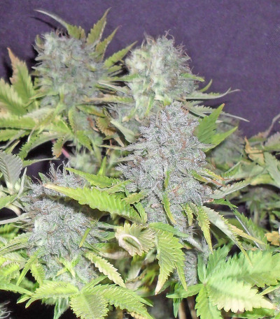 Blue Kripple fem (Dr. Krippling Seeds) семена конопли