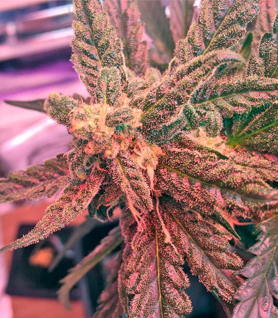 Семена каннабиса Blue Kush Autoflowering 