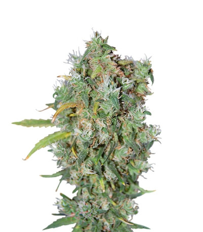 Burmese Kush reg семена конопли