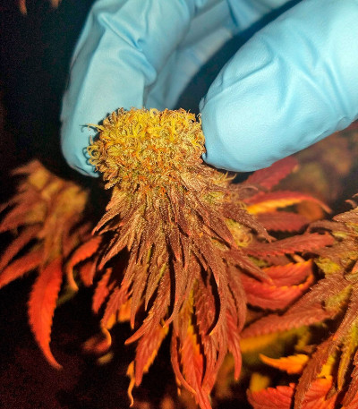 Chocolope reg (DNA Genetics) семена конопли