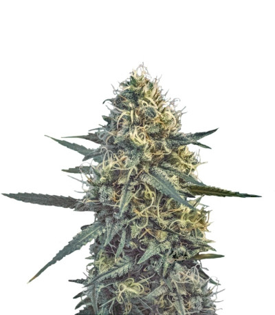 Critical Hog fem от TH Seeds семена конопли