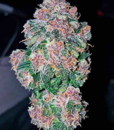 Dark Devil Auto fem (Sweet Seeds) семена конопли