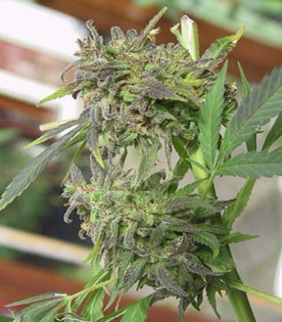 Easy Sativa fem (Female Seeds) семена конопли