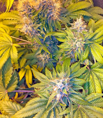 Flowerbomb Kush fem (Strain Hunters) семена конопли