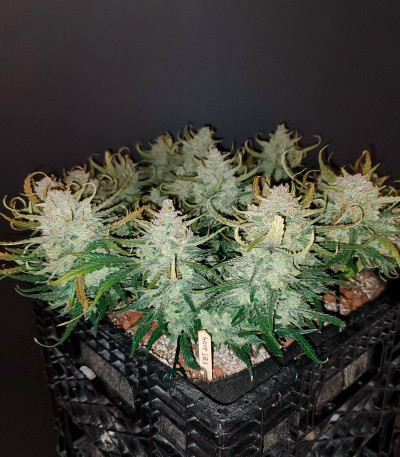 Forbidden Runtz Auto fem (FastBuds) семена конопли