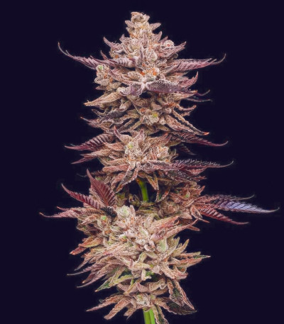 Frosted Fujis fem (Compound Genetics) семена конопли