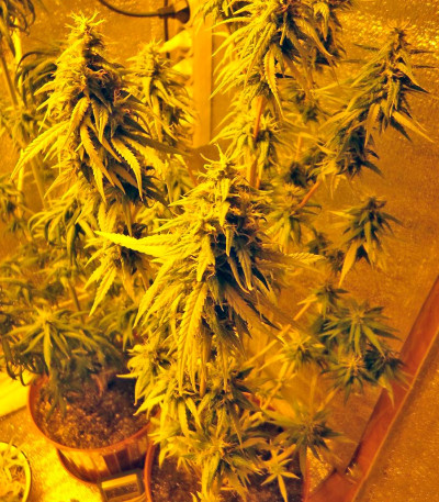 Hawaiian Snow fem (Green House Seeds) семена конопли