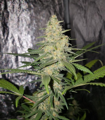 Incredible Bulk fem (Dr. Krippling Seeds) семена конопли