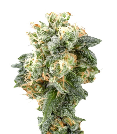 Industrial Plant fem семена конопли