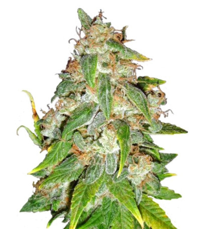 Kaia Kush fem (Green House Seed) семена конопли