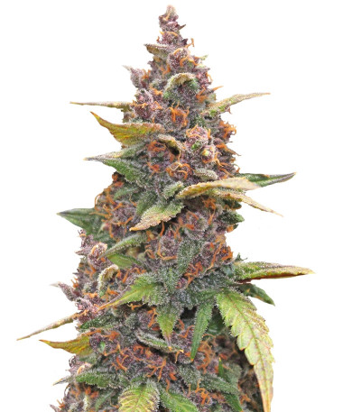 LSD-25 Auto fem сорт конопли