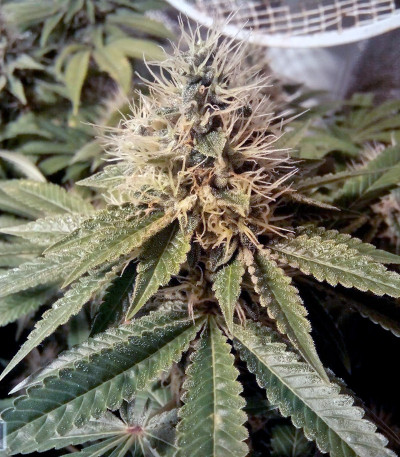 LSD fem (Barney's Farm) семена конопли