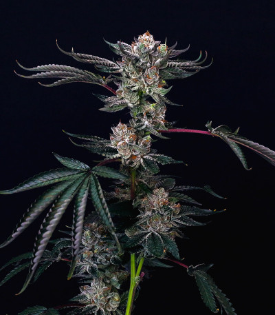 Luxar-Dos fem (Compound Genetics) семена конопли