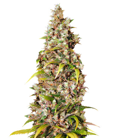 Monster fem (Eva Seeds) семена конопли