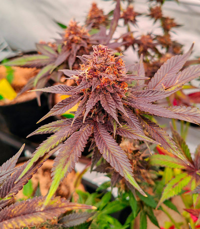 Purple Punch X Lemon Drizzle fem от Barney's Farm семена конопли